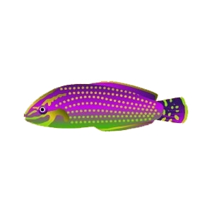 Violet Ornate Wrasse